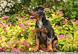 BEAUCERON - PUPPIES 261